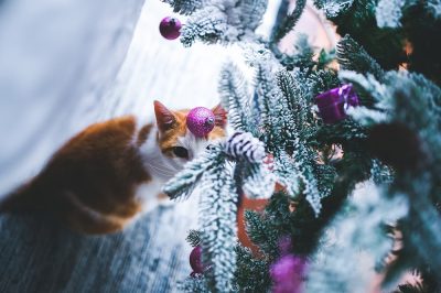 A christmas image of a cat and a christmas tree