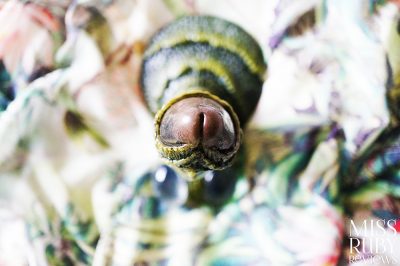 An image of the Monster Cocks CreatureCock